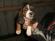 Lovely Basset Hound Puppies for sale