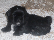 Shih+tzu+puppy+black