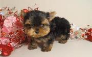 Male And Female Yorkie Puppies For Free Adoption