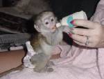 amazing baby capuchin monkey